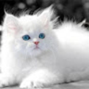 Meet your Posher, Maryann